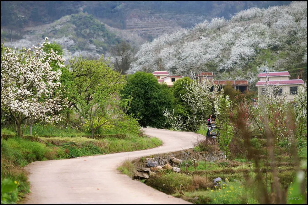 【春天，广西桂林灌阳县向您发出邀请！】我们在灌阳看梨花 - 游山玩水 - 遂宁生活社区 - 遂宁28生活网 suining.28life.com