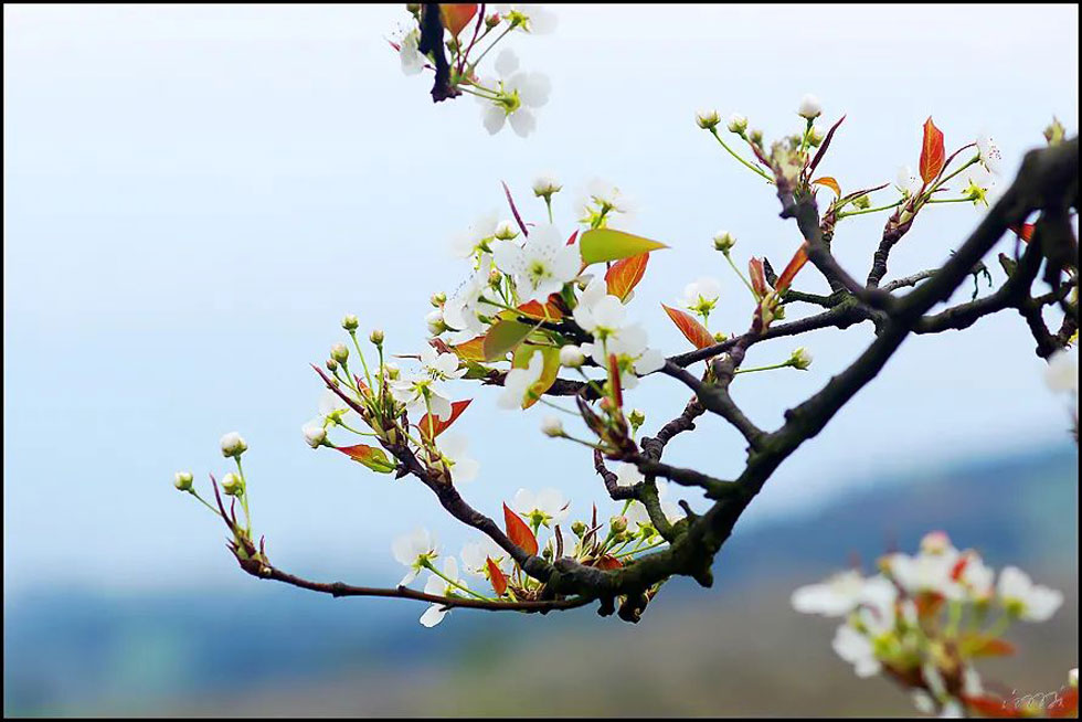 【春天，广西桂林灌阳县向您发出邀请！】我们在灌阳看梨花 - 游山玩水 - 遂宁生活社区 - 遂宁28生活网 suining.28life.com