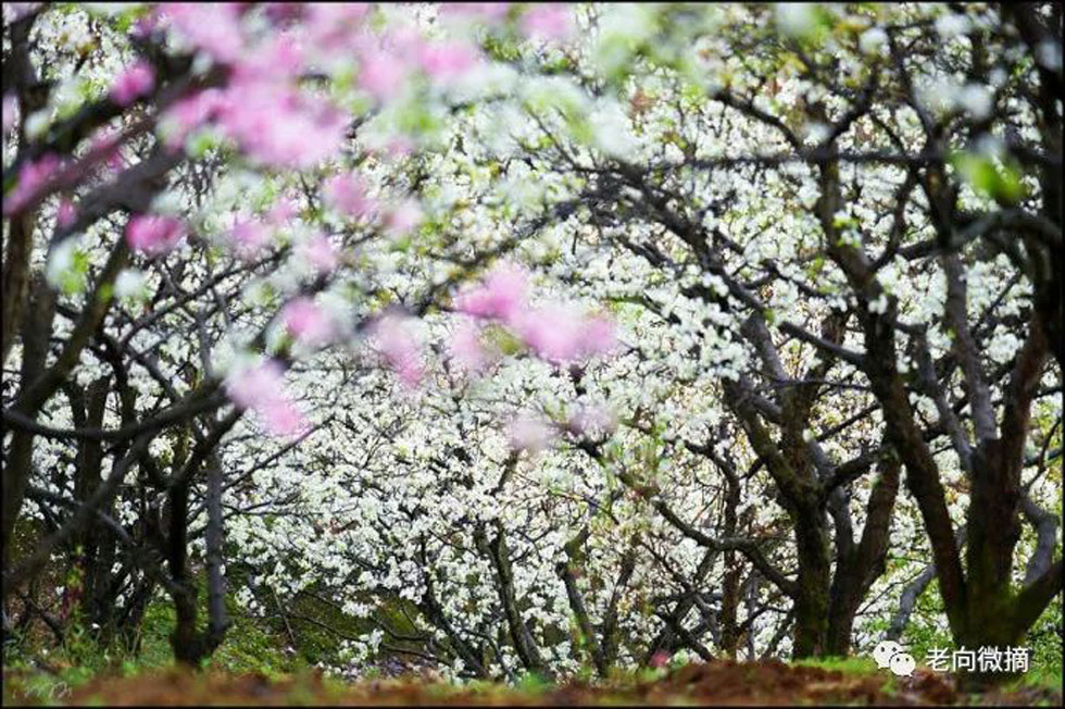 【春天，广西桂林灌阳县向您发出邀请！】我们在灌阳看梨花 - 游山玩水 - 遂宁生活社区 - 遂宁28生活网 suining.28life.com