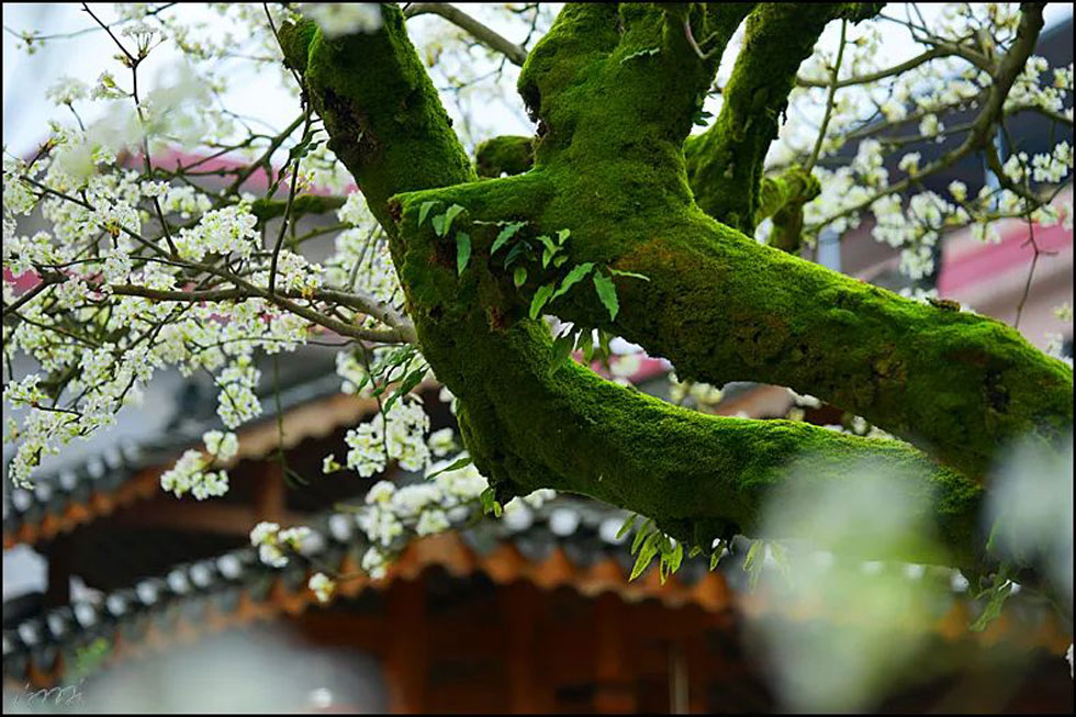 【春天，广西桂林灌阳县向您发出邀请！】我们在灌阳看梨花 - 游山玩水 - 遂宁生活社区 - 遂宁28生活网 suining.28life.com