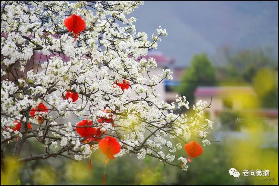 【春天，广西桂林灌阳县向您发出邀请！】我们在灌阳看梨花 - 游山玩水 - 遂宁生活社区 - 遂宁28生活网 suining.28life.com