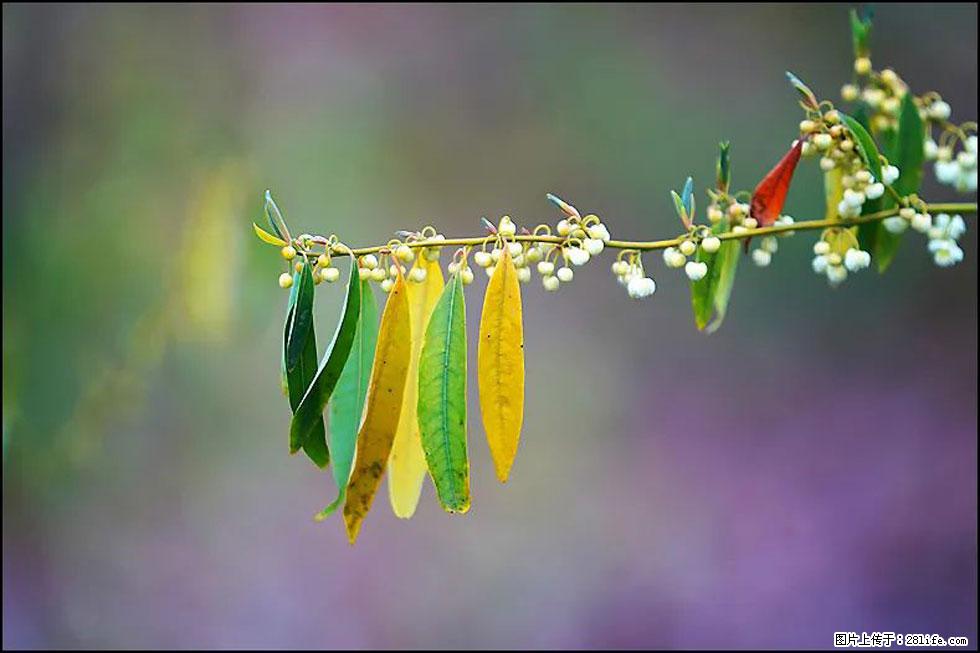 【春天，广西桂林灌阳县向您发出邀请！】米珠山前有片山苍子花在飘香 - 游山玩水 - 遂宁生活社区 - 遂宁28生活网 suining.28life.com