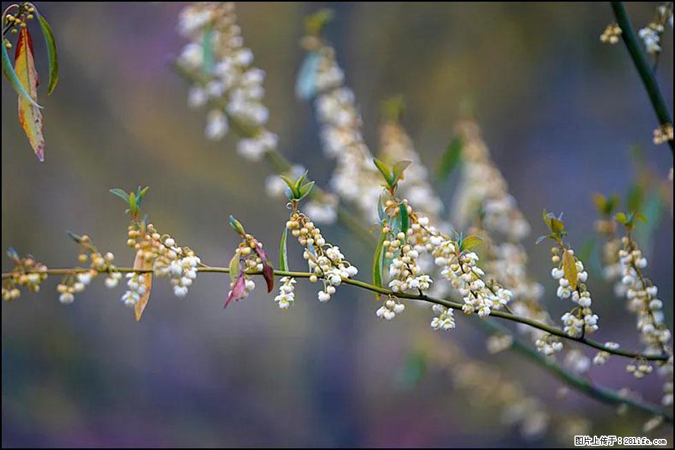 【春天，广西桂林灌阳县向您发出邀请！】米珠山前有片山苍子花在飘香 - 游山玩水 - 遂宁生活社区 - 遂宁28生活网 suining.28life.com