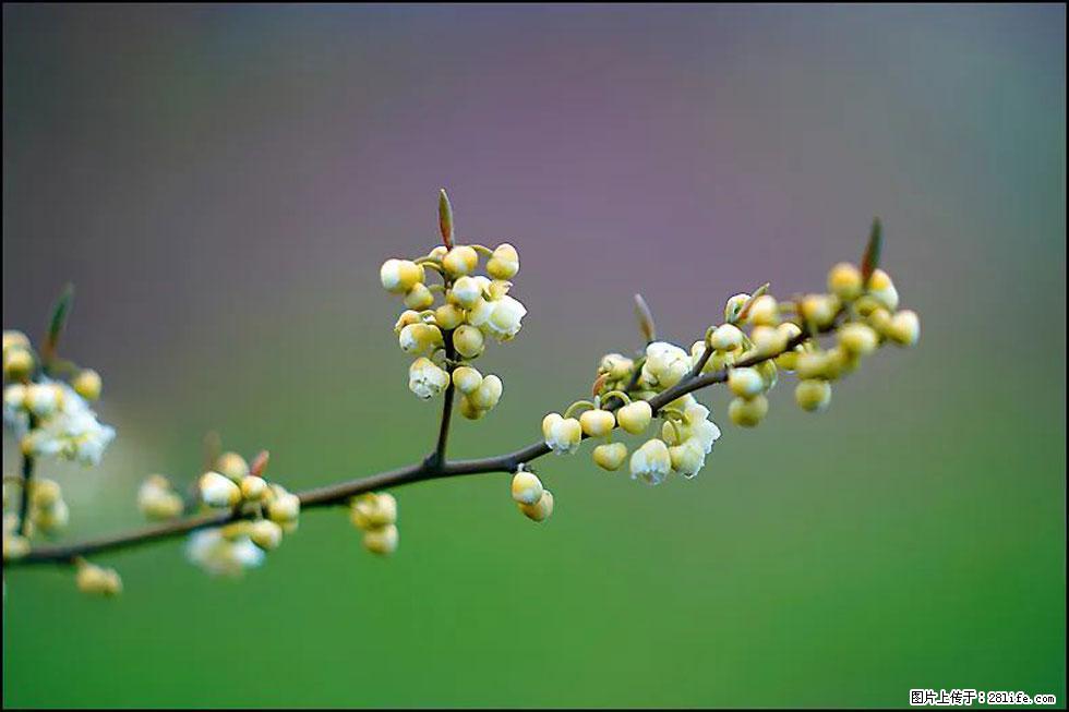【春天，广西桂林灌阳县向您发出邀请！】米珠山前有片山苍子花在飘香 - 游山玩水 - 遂宁生活社区 - 遂宁28生活网 suining.28life.com