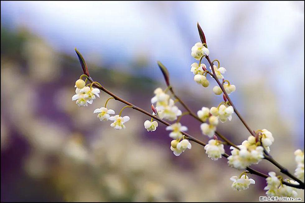 【春天，广西桂林灌阳县向您发出邀请！】米珠山前有片山苍子花在飘香 - 游山玩水 - 遂宁生活社区 - 遂宁28生活网 suining.28life.com