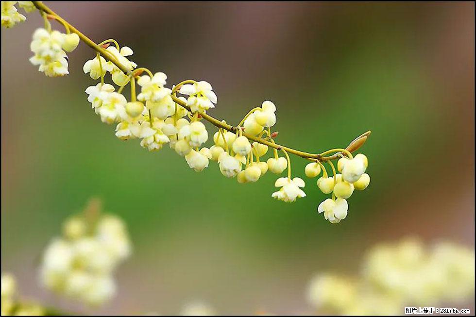 【春天，广西桂林灌阳县向您发出邀请！】米珠山前有片山苍子花在飘香 - 游山玩水 - 遂宁生活社区 - 遂宁28生活网 suining.28life.com