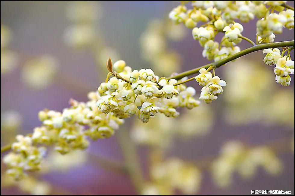 【春天，广西桂林灌阳县向您发出邀请！】米珠山前有片山苍子花在飘香 - 游山玩水 - 遂宁生活社区 - 遂宁28生活网 suining.28life.com