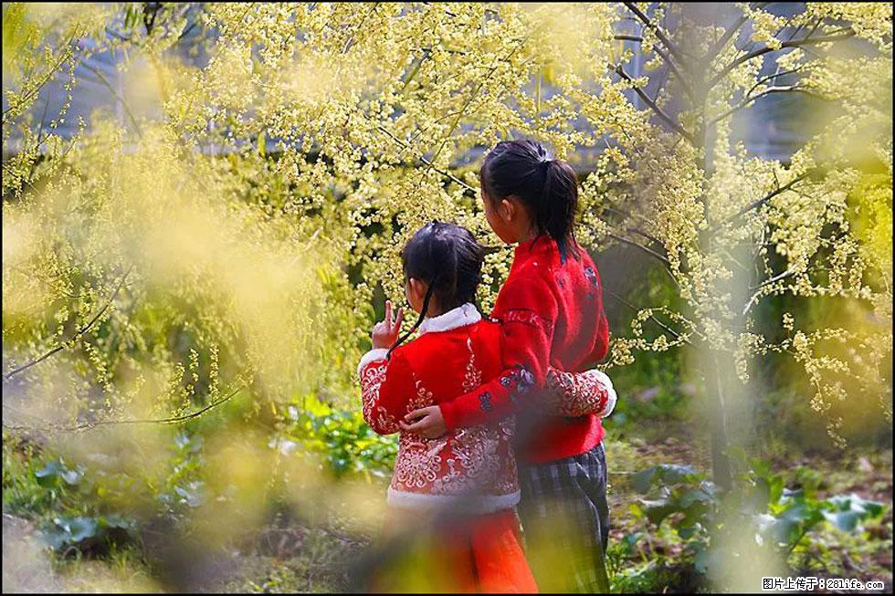 【春天，广西桂林灌阳县向您发出邀请！】米珠山前有片山苍子花在飘香 - 游山玩水 - 遂宁生活社区 - 遂宁28生活网 suining.28life.com