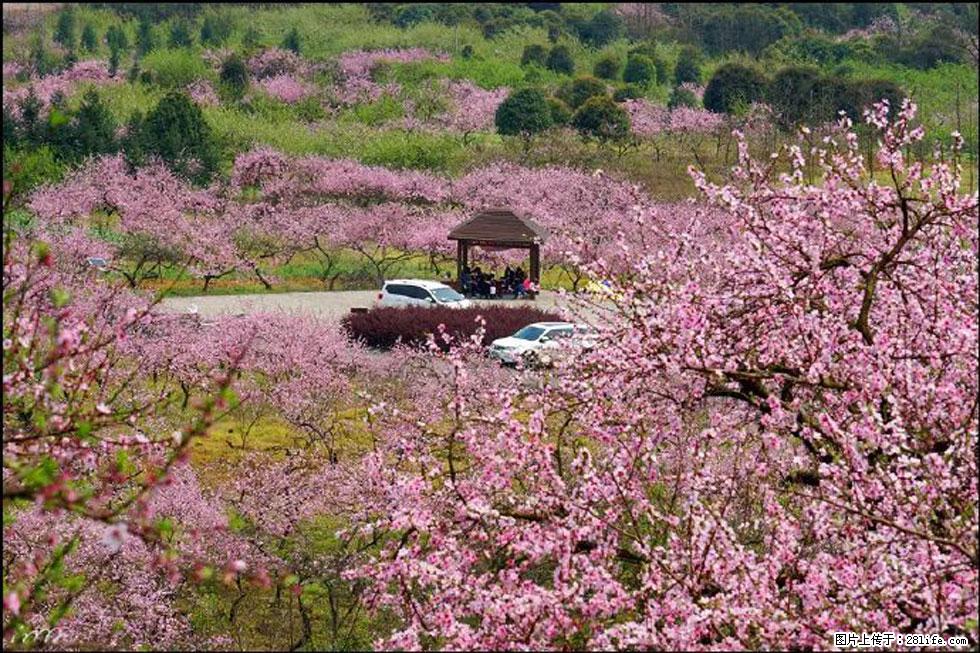 【春天,广西桂林灌阳县向您发出邀请!】官庄村有个醉美的桃花园 - 游山玩水 - 遂宁生活社区 - 遂宁28生活网 suining.28life.com