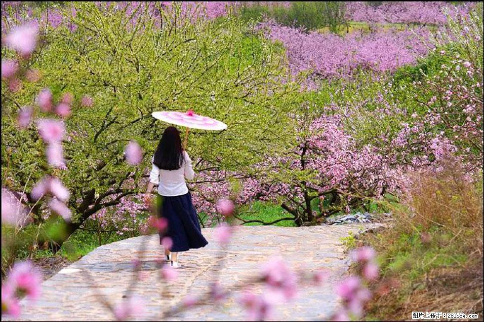 【春天,广西桂林灌阳县向您发出邀请!】官庄村有个醉美的桃花园 - 游山玩水 - 遂宁生活社区 - 遂宁28生活网 suining.28life.com