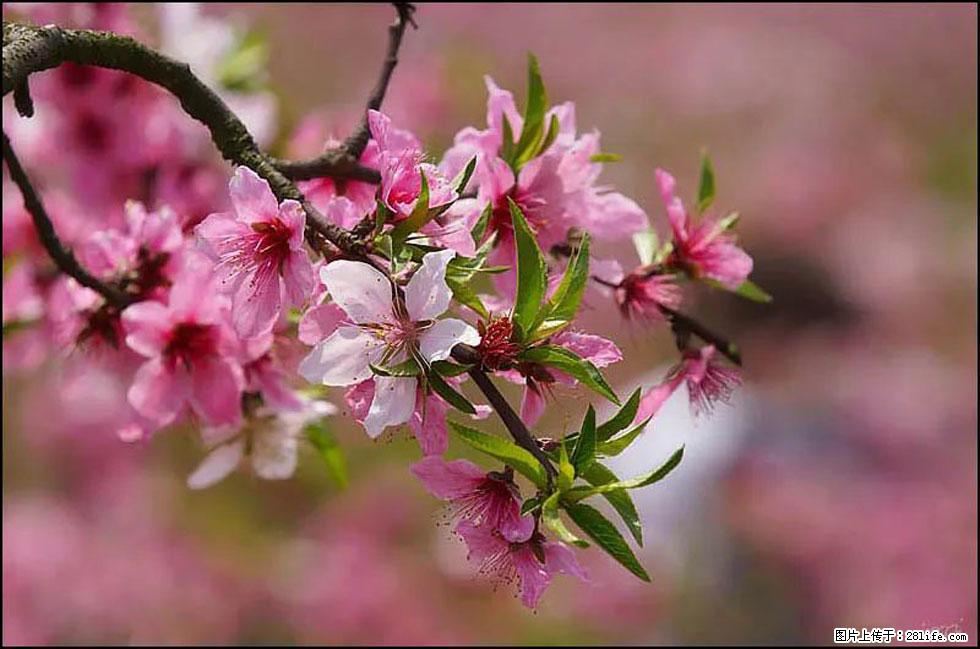 【春天,广西桂林灌阳县向您发出邀请!】官庄村有个醉美的桃花园 - 游山玩水 - 遂宁生活社区 - 遂宁28生活网 suining.28life.com