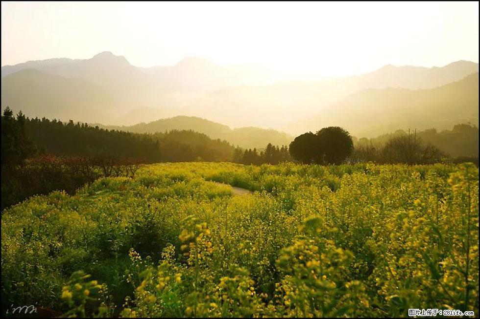 【春天，广西桂林灌阳县向您发出邀请！】长坪村油菜盛情花开 - 游山玩水 - 遂宁生活社区 - 遂宁28生活网 suining.28life.com