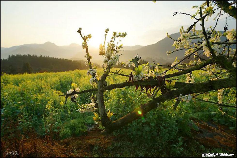 【春天，广西桂林灌阳县向您发出邀请！】长坪村油菜盛情花开 - 游山玩水 - 遂宁生活社区 - 遂宁28生活网 suining.28life.com