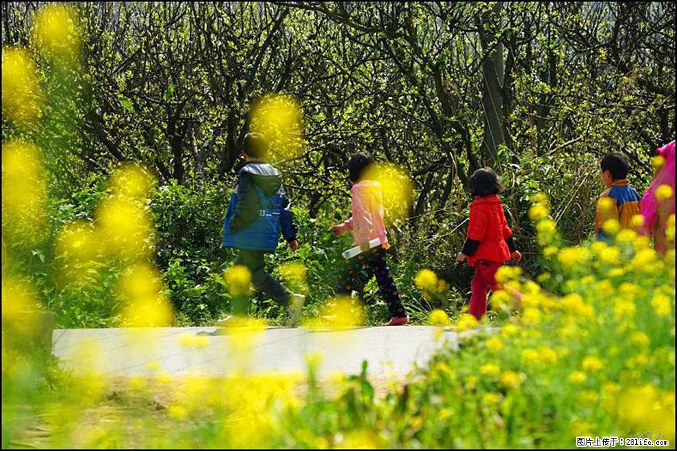 【春天，广西桂林灌阳县向您发出邀请！】长坪村油菜盛情花开 - 游山玩水 - 遂宁生活社区 - 遂宁28生活网 suining.28life.com