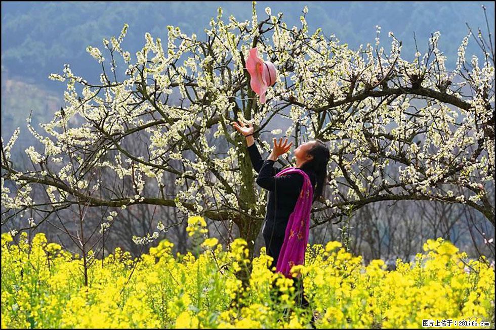 【春天，广西桂林灌阳县向您发出邀请！】长坪村油菜盛情花开 - 游山玩水 - 遂宁生活社区 - 遂宁28生活网 suining.28life.com