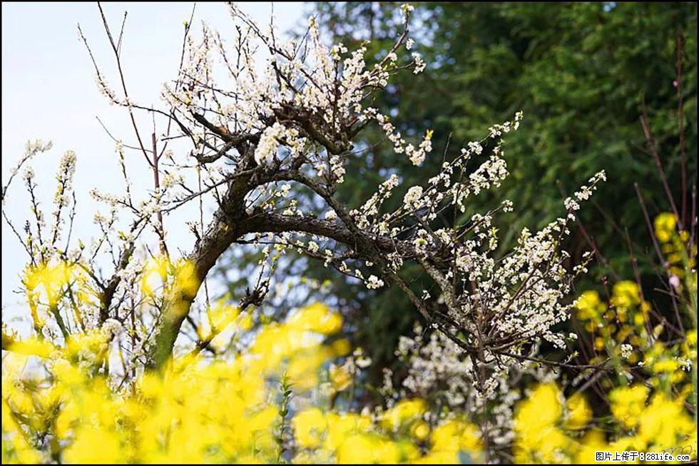 【春天，广西桂林灌阳县向您发出邀请！】长坪村油菜盛情花开 - 游山玩水 - 遂宁生活社区 - 遂宁28生活网 suining.28life.com