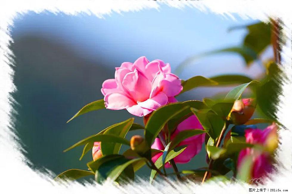 【春天，广西桂林灌阳县向您发出邀请！】杨柳井茶花惹人爱 - 游山玩水 - 遂宁生活社区 - 遂宁28生活网 suining.28life.com