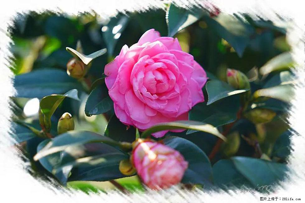 【春天，广西桂林灌阳县向您发出邀请！】杨柳井茶花惹人爱 - 游山玩水 - 遂宁生活社区 - 遂宁28生活网 suining.28life.com