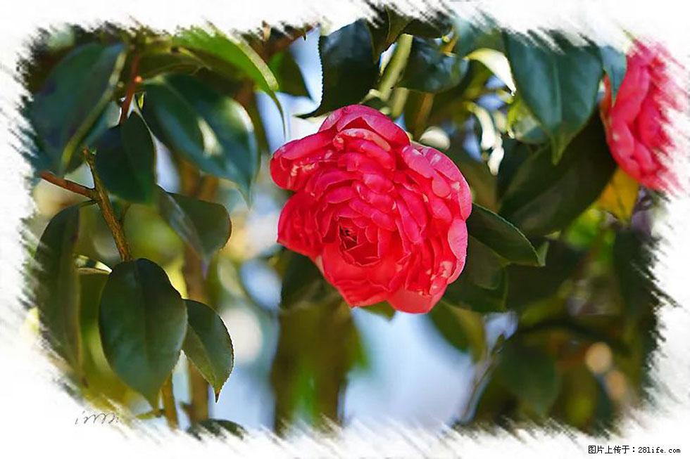 【春天，广西桂林灌阳县向您发出邀请！】杨柳井茶花惹人爱 - 游山玩水 - 遂宁生活社区 - 遂宁28生活网 suining.28life.com