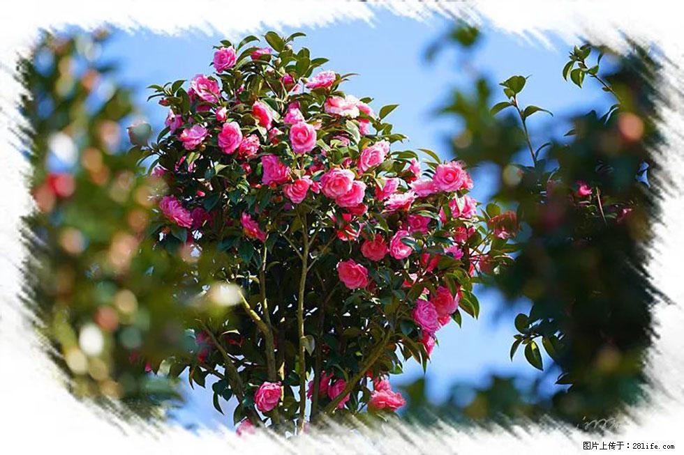 【春天，广西桂林灌阳县向您发出邀请！】杨柳井茶花惹人爱 - 游山玩水 - 遂宁生活社区 - 遂宁28生活网 suining.28life.com