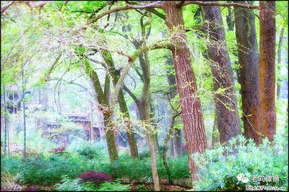 【春天，广西桂林灌阳县向您发出邀请！】在小龙村与春天约会 - 游山玩水 - 遂宁生活社区 - 遂宁28生活网 suining.28life.com