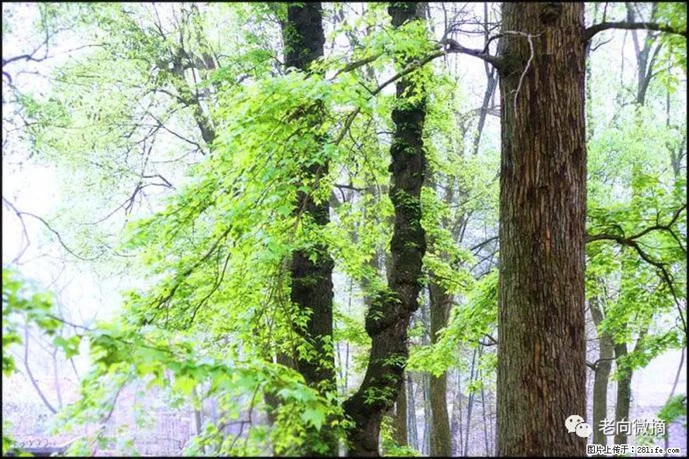 【春天，广西桂林灌阳县向您发出邀请！】在小龙村与春天约会 - 游山玩水 - 遂宁生活社区 - 遂宁28生活网 suining.28life.com