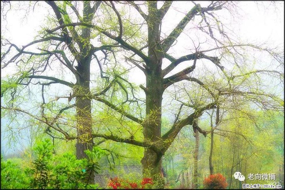 【春天，广西桂林灌阳县向您发出邀请！】在小龙村与春天约会 - 游山玩水 - 遂宁生活社区 - 遂宁28生活网 suining.28life.com