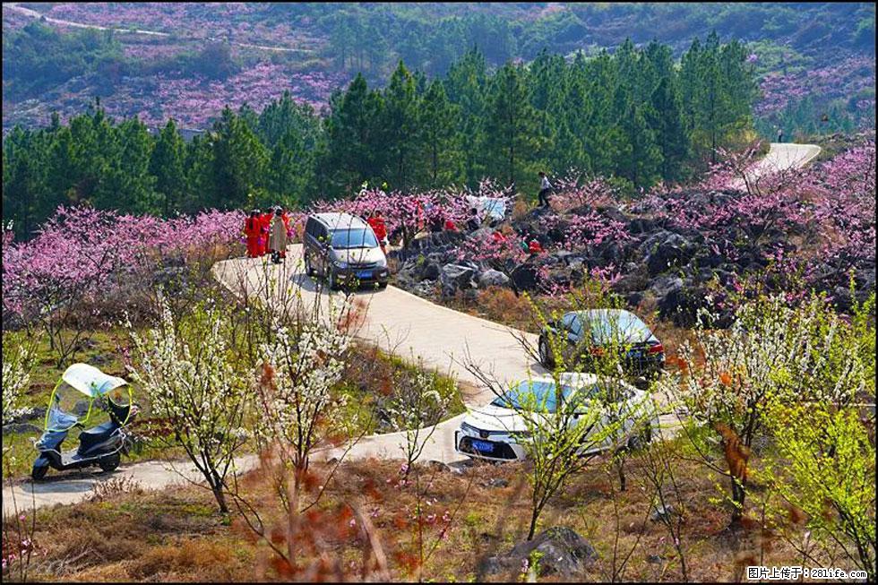 【春天，广西桂林灌阳县向您发出邀请！】望月岭上桃花开 - 游山玩水 - 遂宁生活社区 - 遂宁28生活网 suining.28life.com