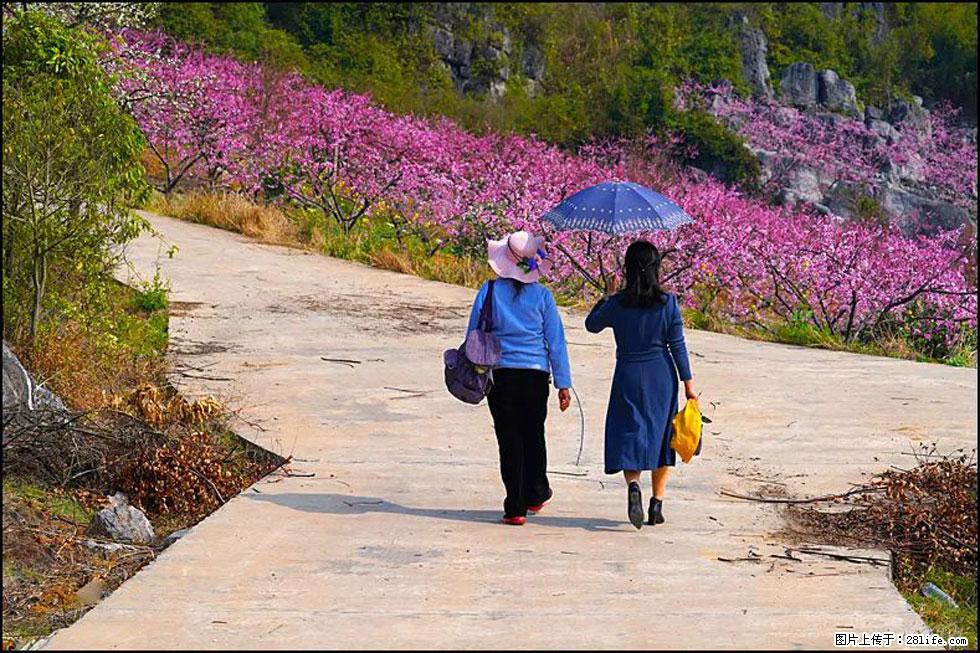 【春天，广西桂林灌阳县向您发出邀请！】望月岭上桃花开 - 游山玩水 - 遂宁生活社区 - 遂宁28生活网 suining.28life.com