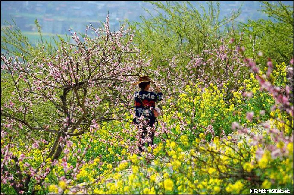 【春天，广西桂林灌阳县向您发出邀请！】望月岭上桃花开 - 游山玩水 - 遂宁生活社区 - 遂宁28生活网 suining.28life.com