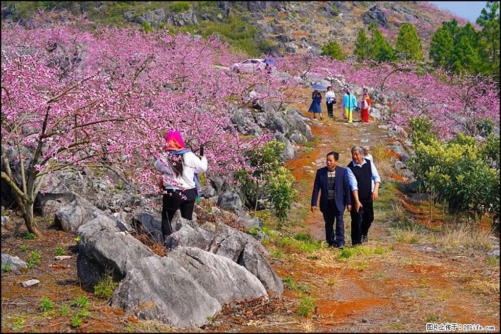 【春天，广西桂林灌阳县向您发出邀请！】望月岭上桃花开 - 游山玩水 - 遂宁生活社区 - 遂宁28生活网 suining.28life.com