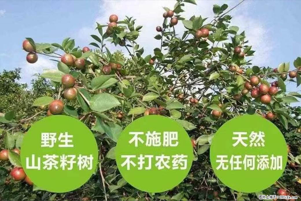 【灌阳县油茶产业示范区】一个有着充实的精神生活的人,对待身外之物自会有一种淡泊的态度 - 美食天地 - 遂宁生活社区 - 遂宁28生活网 suining.28life.com