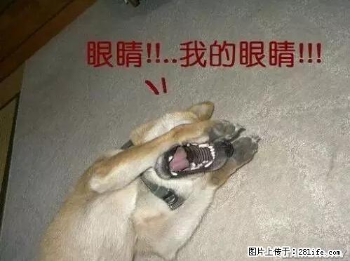 笑癫了！一女的怀孕三年未生，他终于忍不住了... - 娱乐八卦 - 遂宁生活社区 - 遂宁28生活网 suining.28life.com