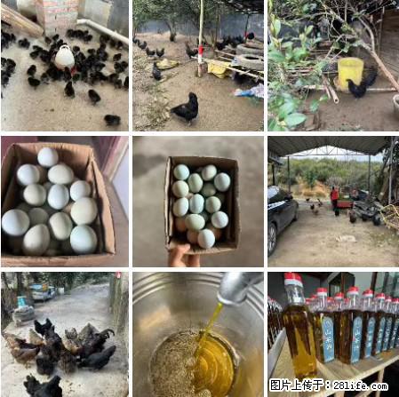 油茶园从小鸡仔开始养起的纯土鸡、土鸡蛋可以预定啦！还有前几天刚榨的纯山茶油哦 - 土特产 - 饮食特产 - 遂宁分类信息 - 遂宁28生活网 suining.28life.com