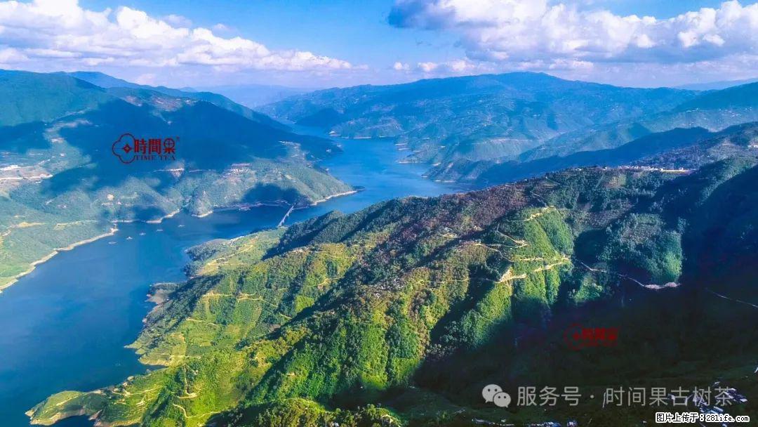 时间果百年古树龙珠普洱生茶 - 购物交流 - 遂宁生活社区 - 遂宁28生活网 suining.28life.com