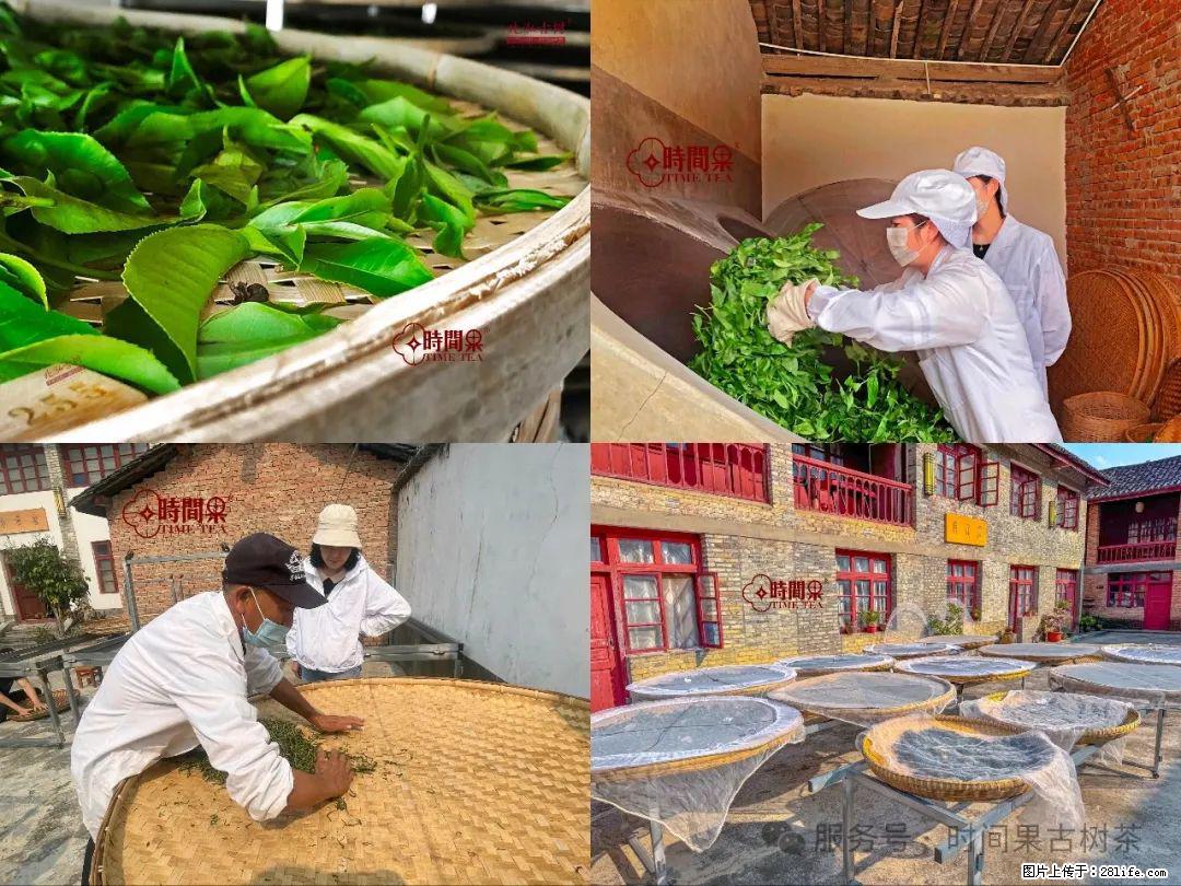 时间果百年古树龙珠普洱生茶 - 购物交流 - 遂宁生活社区 - 遂宁28生活网 suining.28life.com