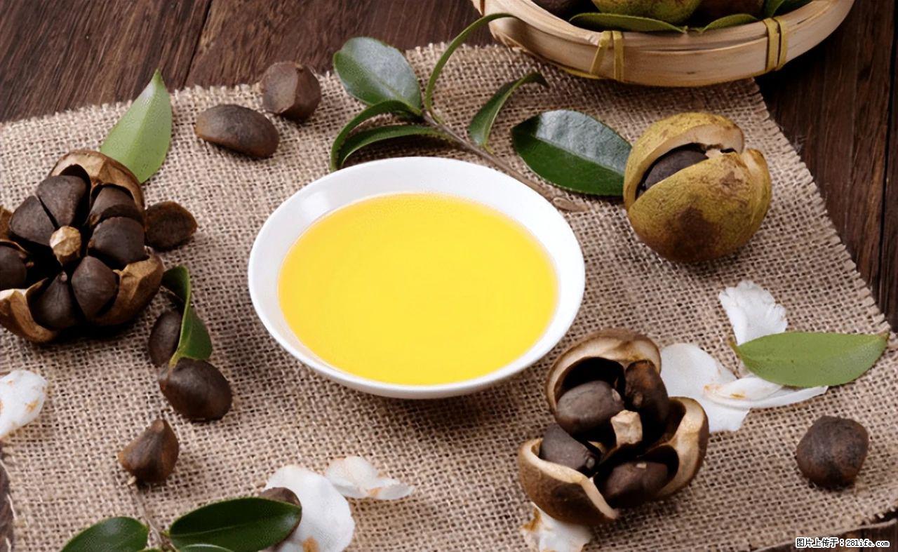 揭秘茶油的5大核心营养成分！被称为人体健康的“守护盾”！ - 遂宁生活资讯 - 遂宁28生活网 suining.28life.com