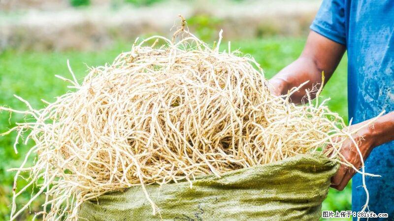 堪称“最难吃”的蔬菜，却是 “抗辐射神器”，还能护肺、清热、止咳化痰！ - 遂宁生活资讯 - 遂宁28生活网 suining.28life.com