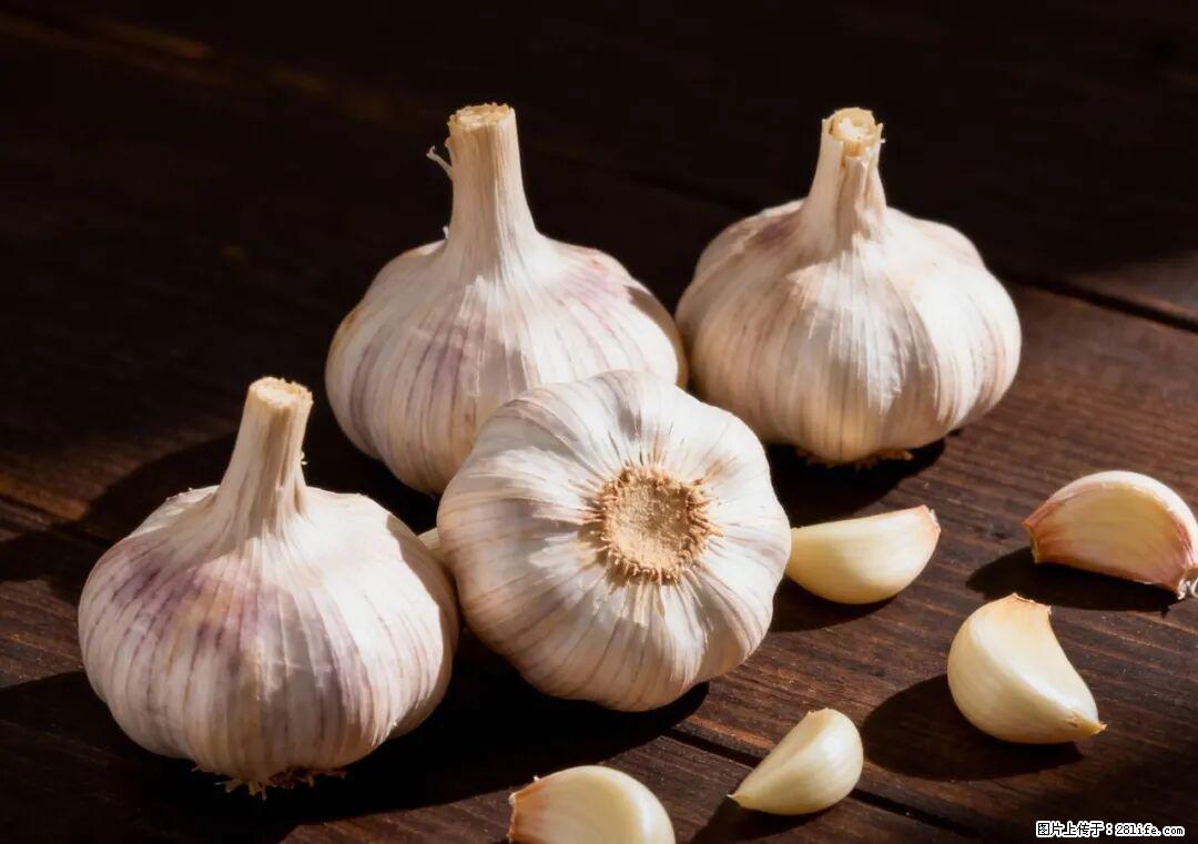 关于大蒜，除了“天然抗生素”，这4个谣言更该警惕! - 遂宁生活资讯 - 遂宁28生活网 suining.28life.com