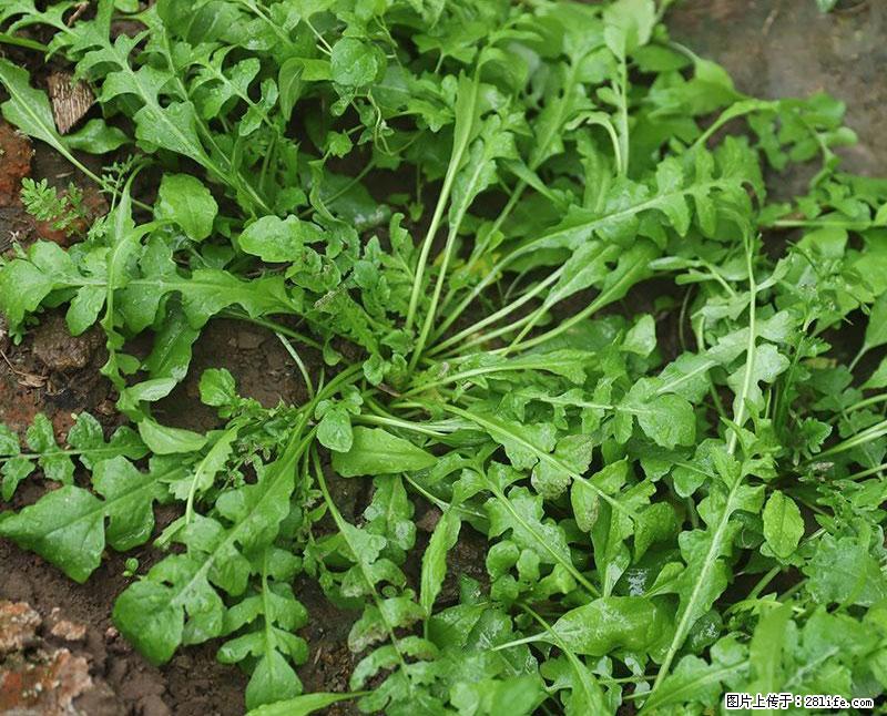 这些蔬菜是“天然钙片”，这6种被医生重点推荐 - 遂宁生活资讯 - 遂宁28生活网 suining.28life.com