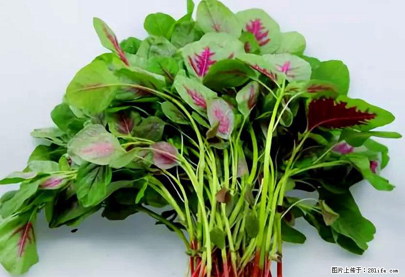 这些蔬菜是“天然钙片”，这6种被医生重点推荐 - 遂宁生活资讯 - 遂宁28生活网 suining.28life.com