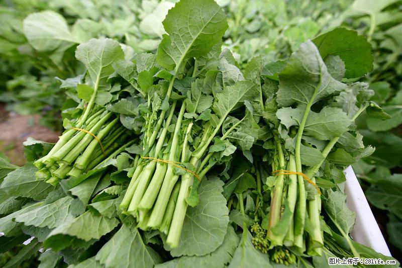 这些蔬菜是“天然钙片”，这6种被医生重点推荐 - 遂宁生活资讯 - 遂宁28生活网 suining.28life.com